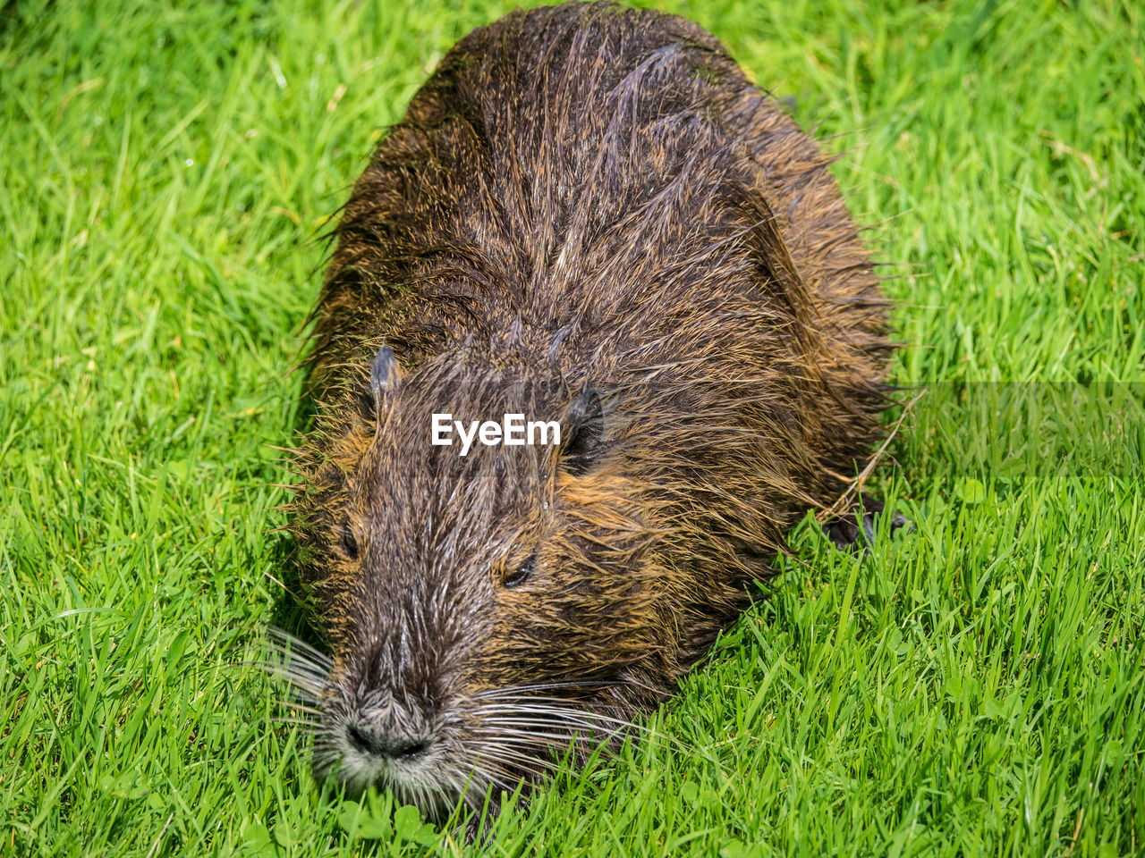 High angle view of an beaver on grass