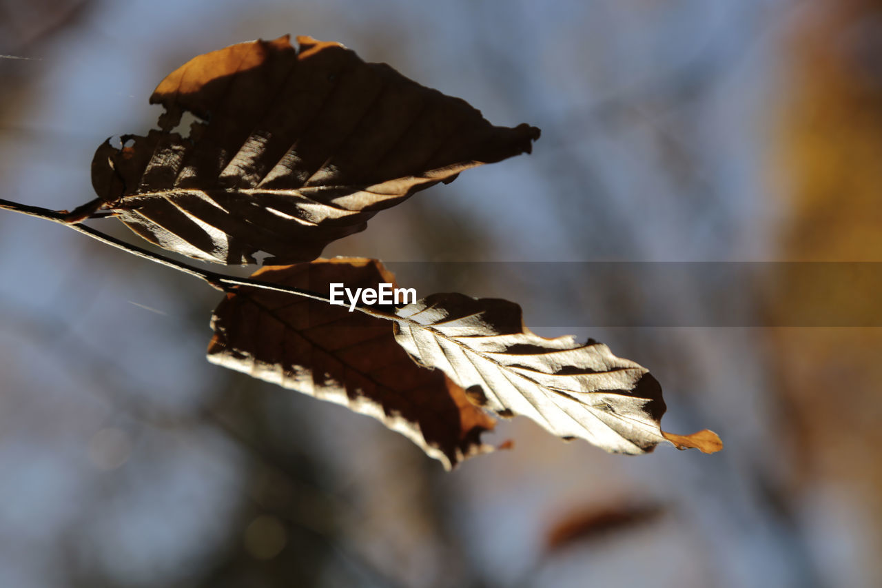 Close-up of dry leaf