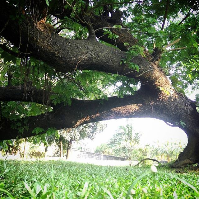 TREES GROWING IN THE PARK