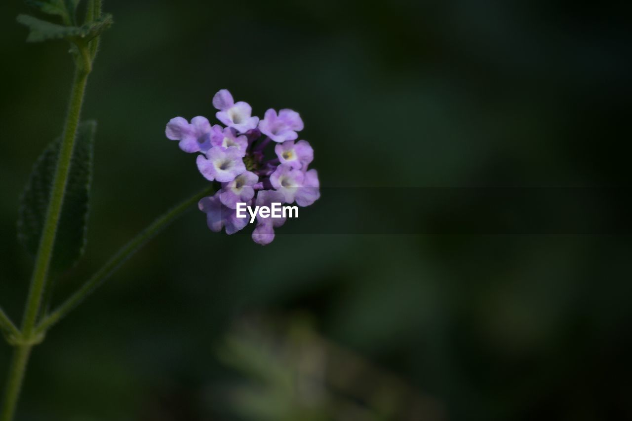 CLOSE-UP OF PINK FLOWERS BLOOMING