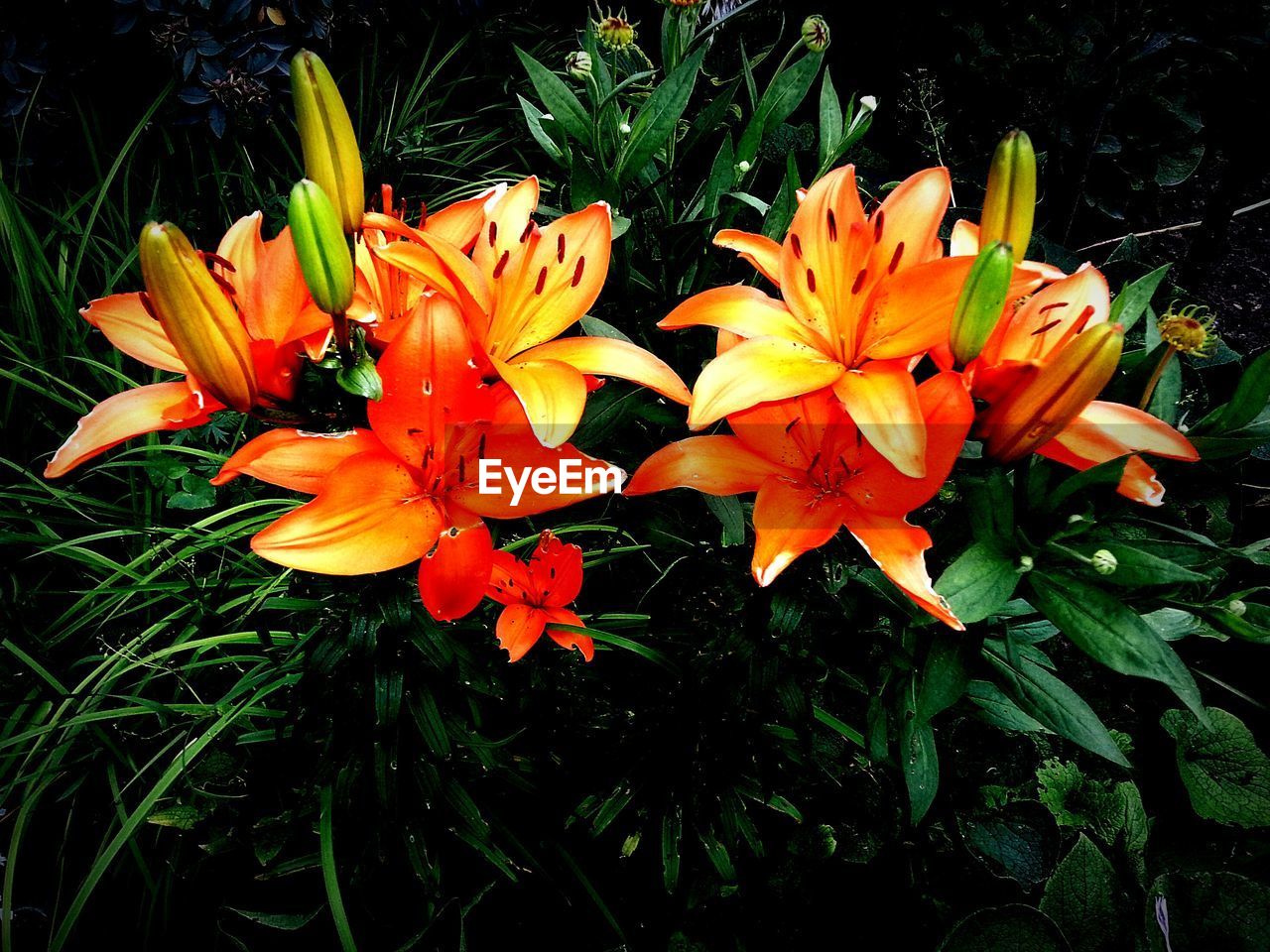 ORANGE FLOWERS BLOOMING OUTDOORS