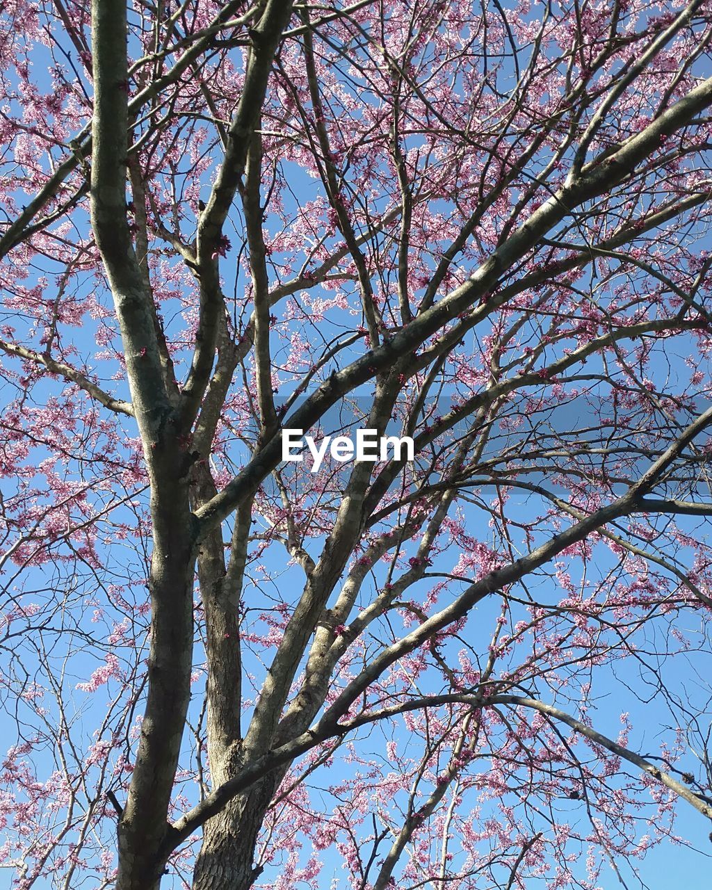 Low angle view of tree against blue sky