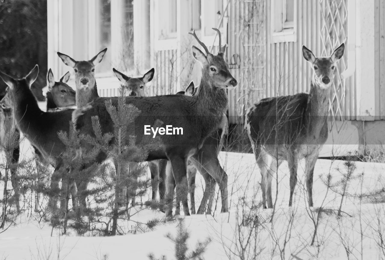 animal, animal themes, mammal, animal wildlife, group of animals, deer, wildlife, nature, snow, winter, no people, black and white, domestic animals, cold temperature, plant, day, tree, reindeer, outdoors, field, land, antler, herbivorous, beauty in nature, standing