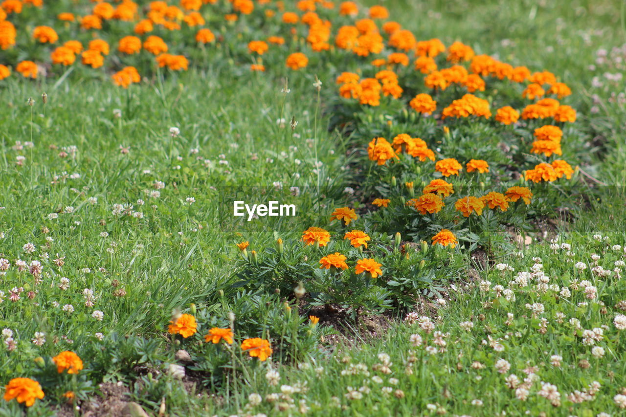 Orange poppy flowers blooming in field