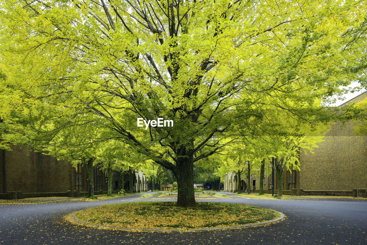 TREES IN CITY