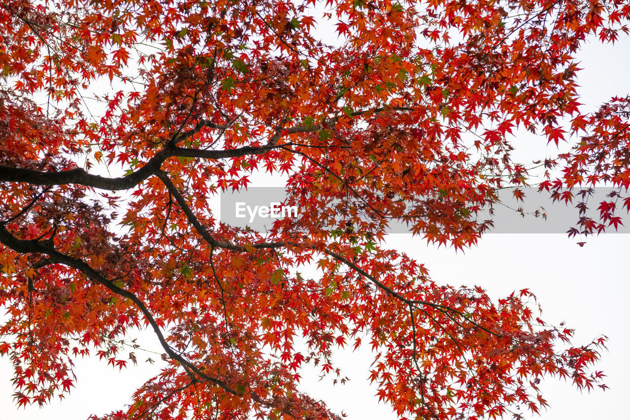 Low angle view of maple tree against sky