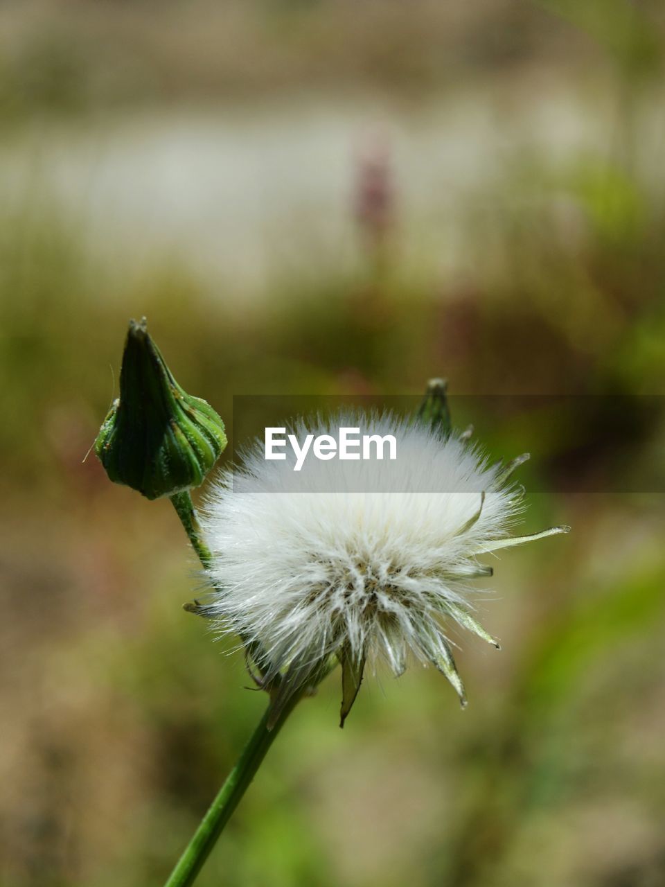 CLOSE-UP OF BUTTERFLY ON FLOWER