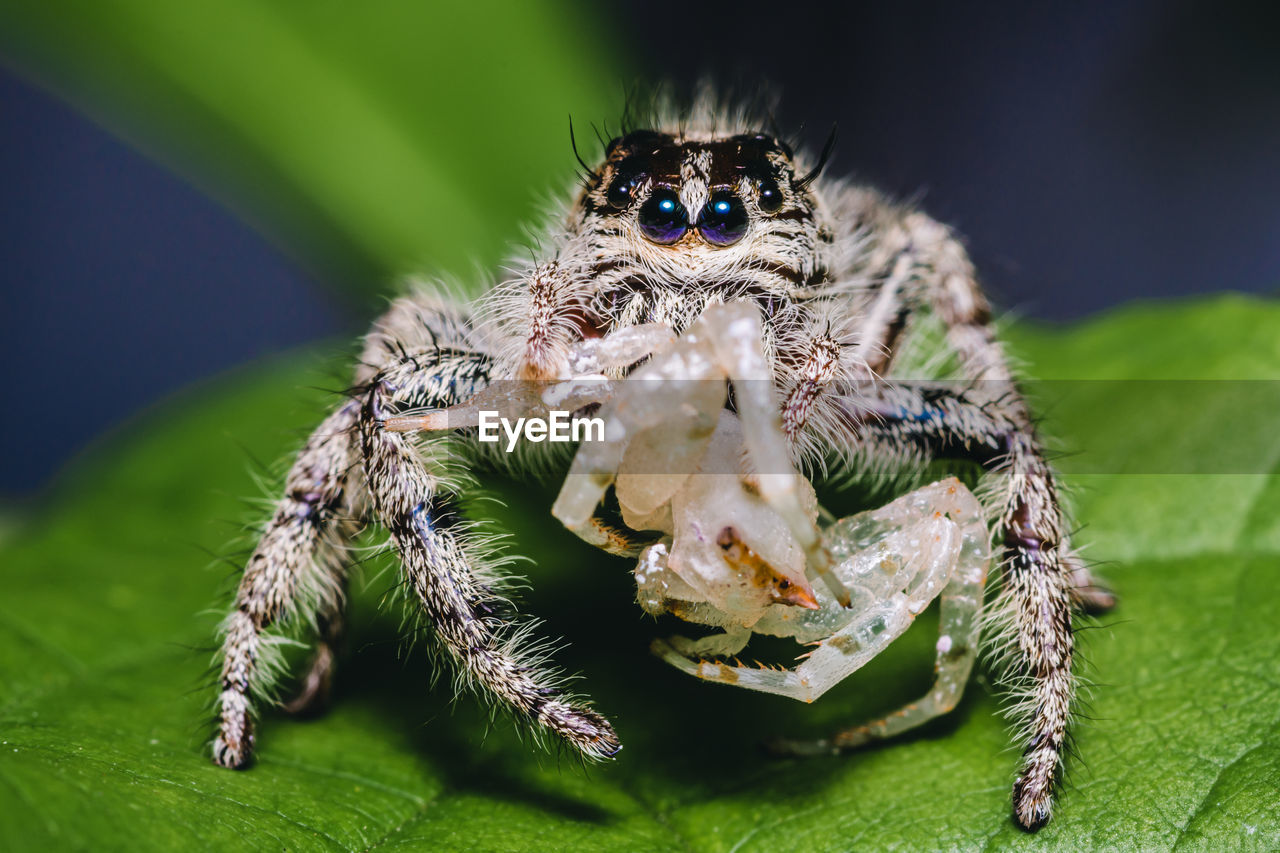animal themes, animal, animal wildlife, one animal, macro photography, wildlife, insect, arachnid, spider, close-up, nature, macro, jumping spider, green, animal body part, leaf, plant part, no people, eye, zoology, animal hair, outdoors, portrait, animal eye, limb, focus on foreground, plant