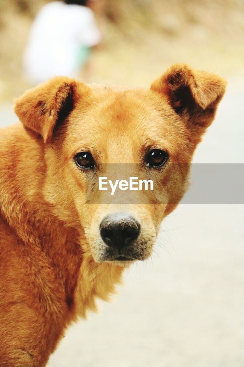 Close-up portrait of dog