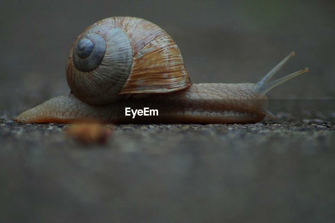 SURFACE LEVEL OF SNAIL ON GROUND