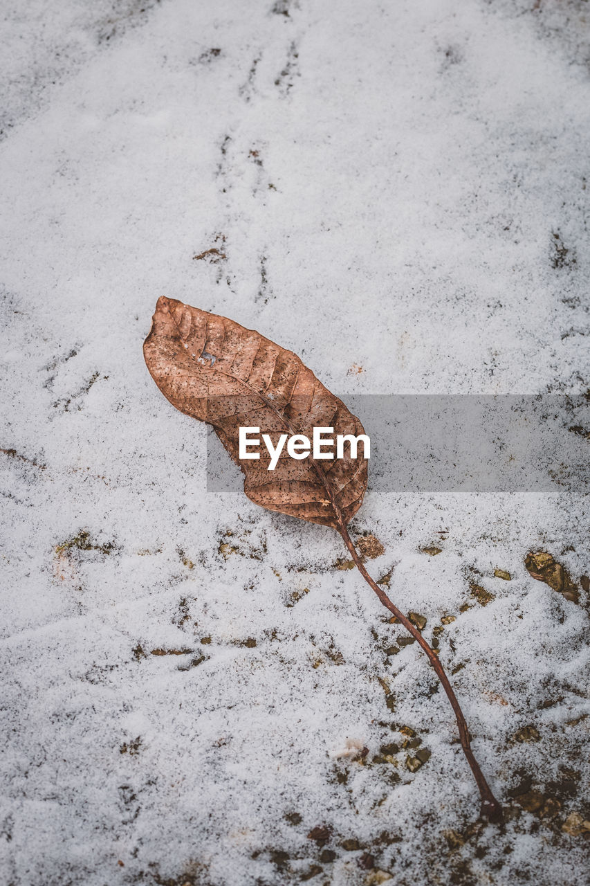 HIGH ANGLE VIEW OF LEAF ON SAND AT BEACH