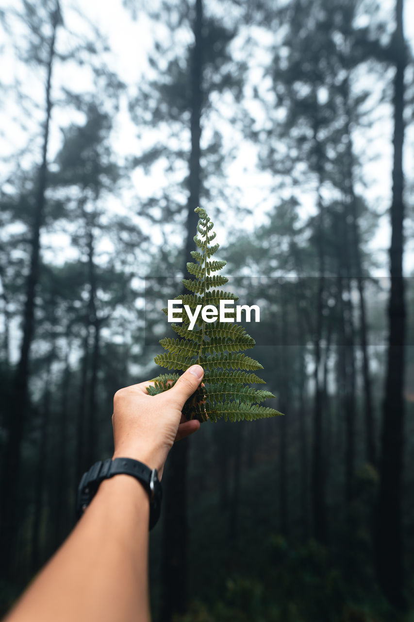 Midsection of person holding pine tree in forest