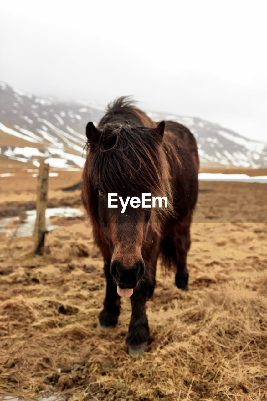 Pony on grassy field against clear sky