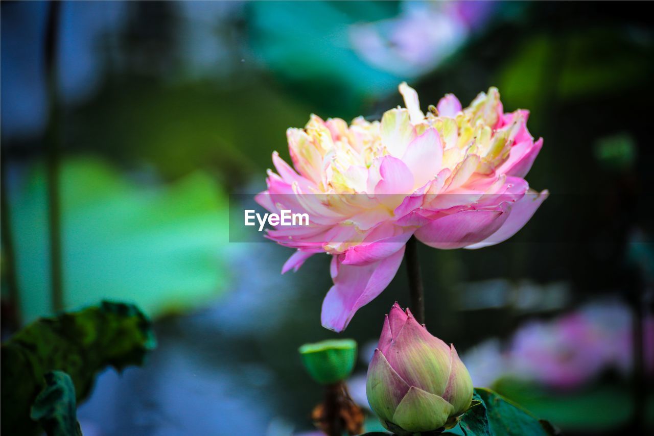 Close-up of pink flower