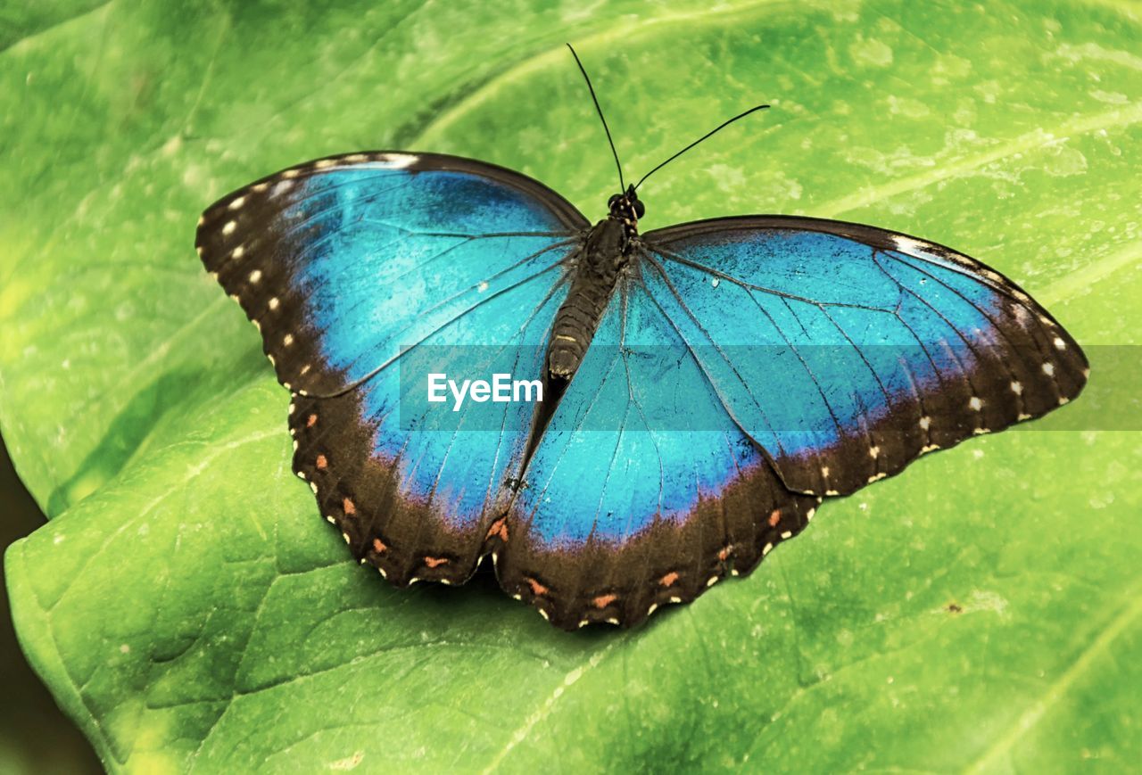 High angle view of butterfly on leaf