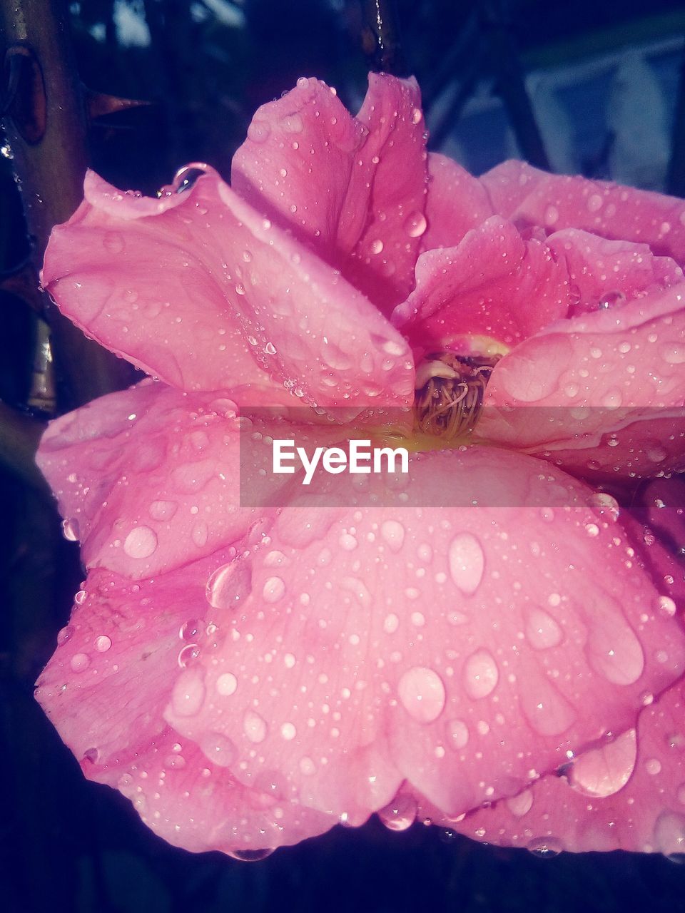 CLOSE-UP OF WET PINK FLOWER PETALS