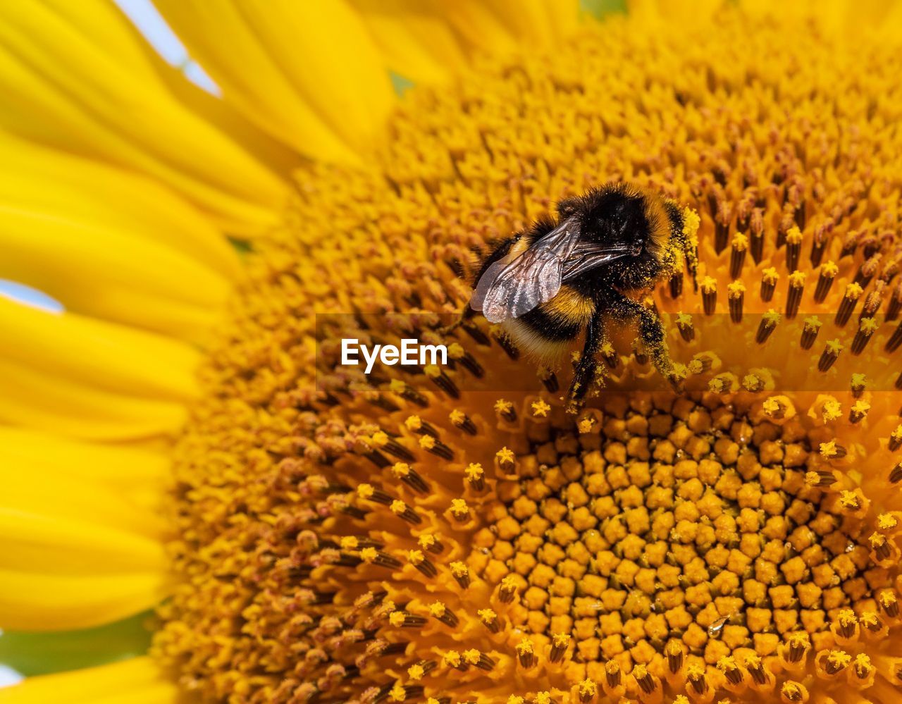 EXTREME CLOSE-UP OF BEE POLLINATING ON FLOWER