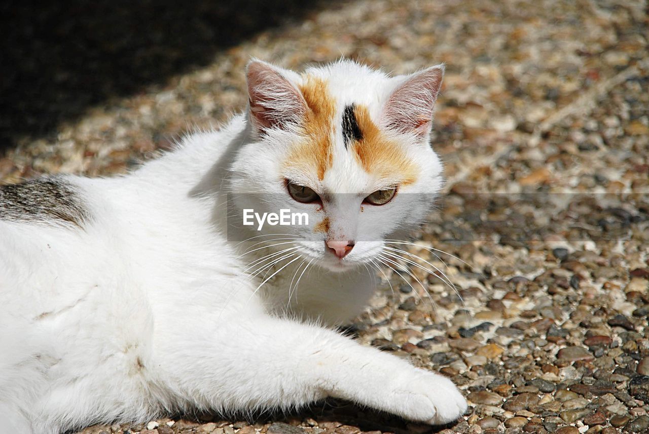 Close-up portrait of a cat