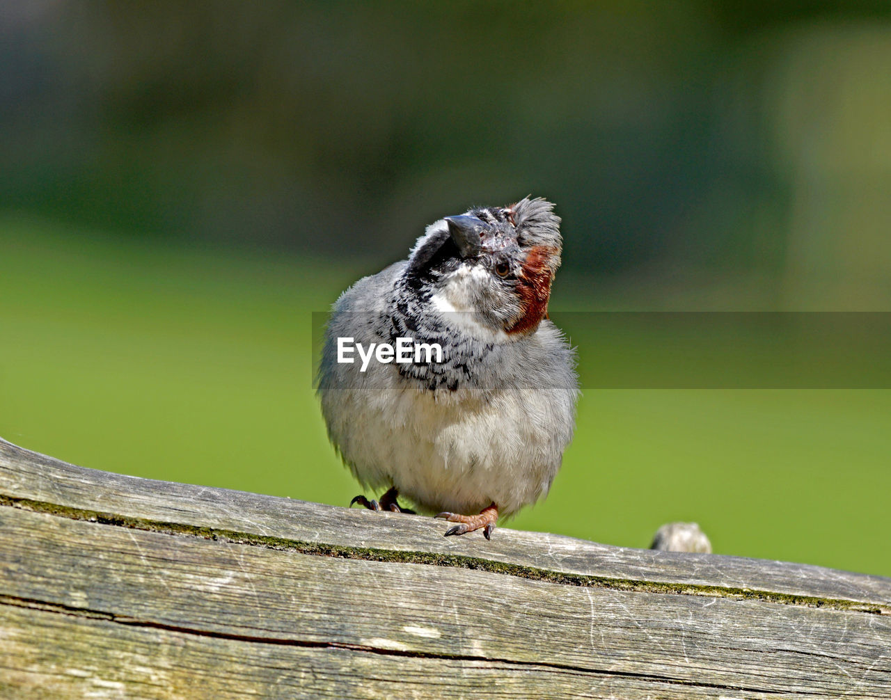 CLOSE-UP OF BIRD PERCHING ON WOODEN RAILING