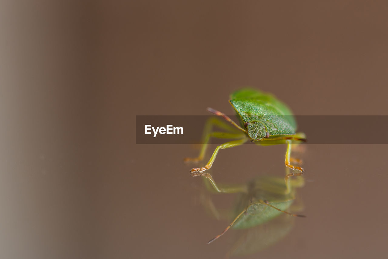 Close-up of green bug on window