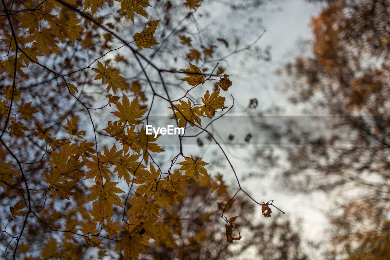 Low angle view of autumn leaves on tree