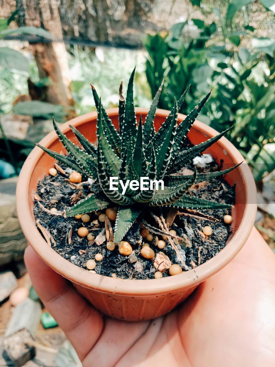 High angle view of person holding cactus in pot