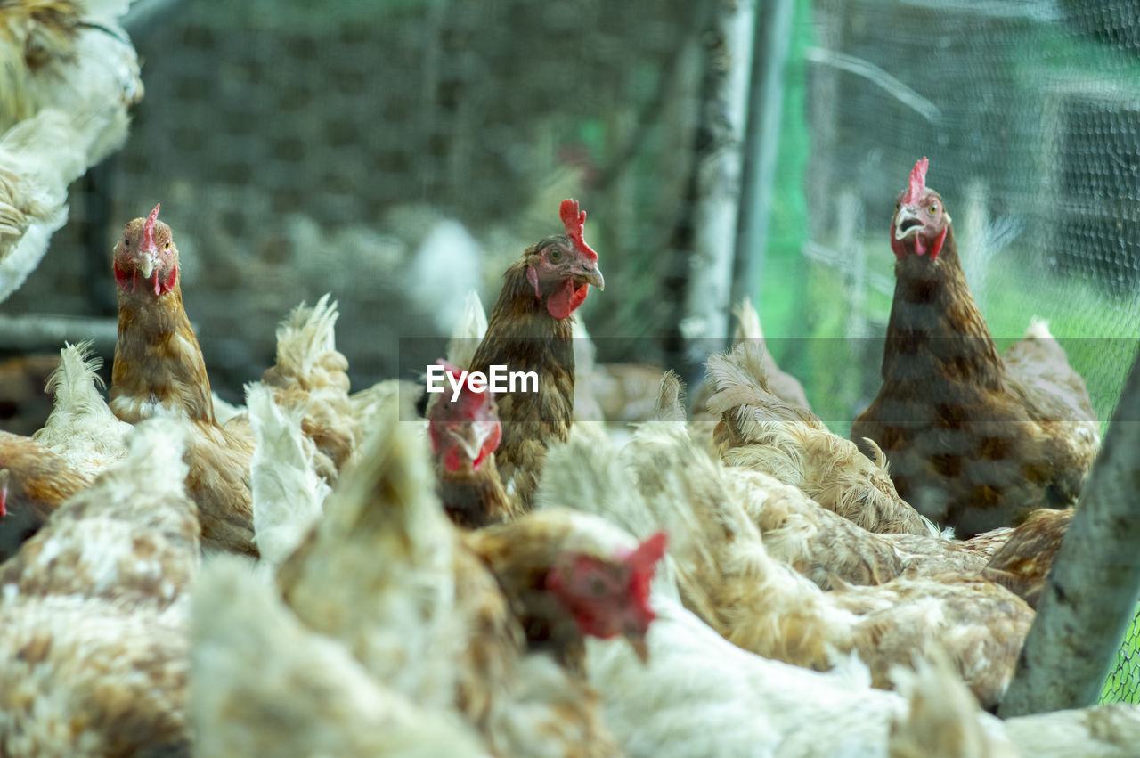 Flock of chicken in cage