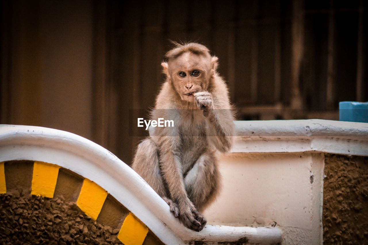 CLOSE-UP OF MONKEY SITTING ON STONE WALL