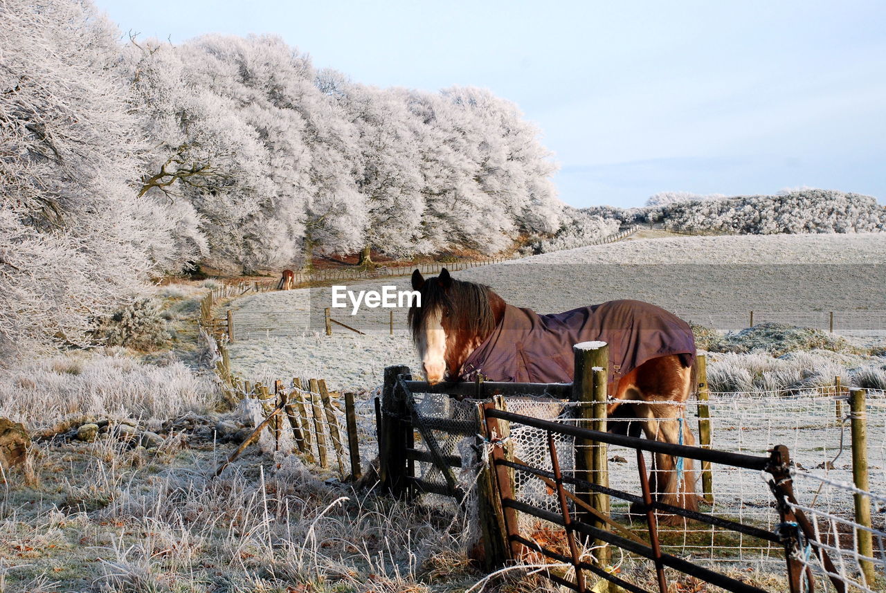 HORSES STANDING ON FIELD AGAINST SKY