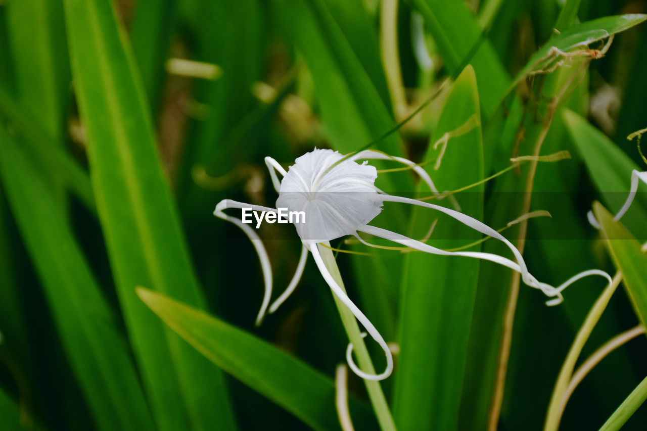 plant, green, grass, flower, hymenocallis littoralis, flowering plant, beauty in nature, hymenocallis, nature, growth, close-up, freshness, plant part, leaf, no people, petal, white, fragility, flower head, animal wildlife, macro photography, outdoors, focus on foreground, environment, animal, animal themes, land, springtime, plant stem, botany, meadow, inflorescence, field, day, lawn, summer, blossom