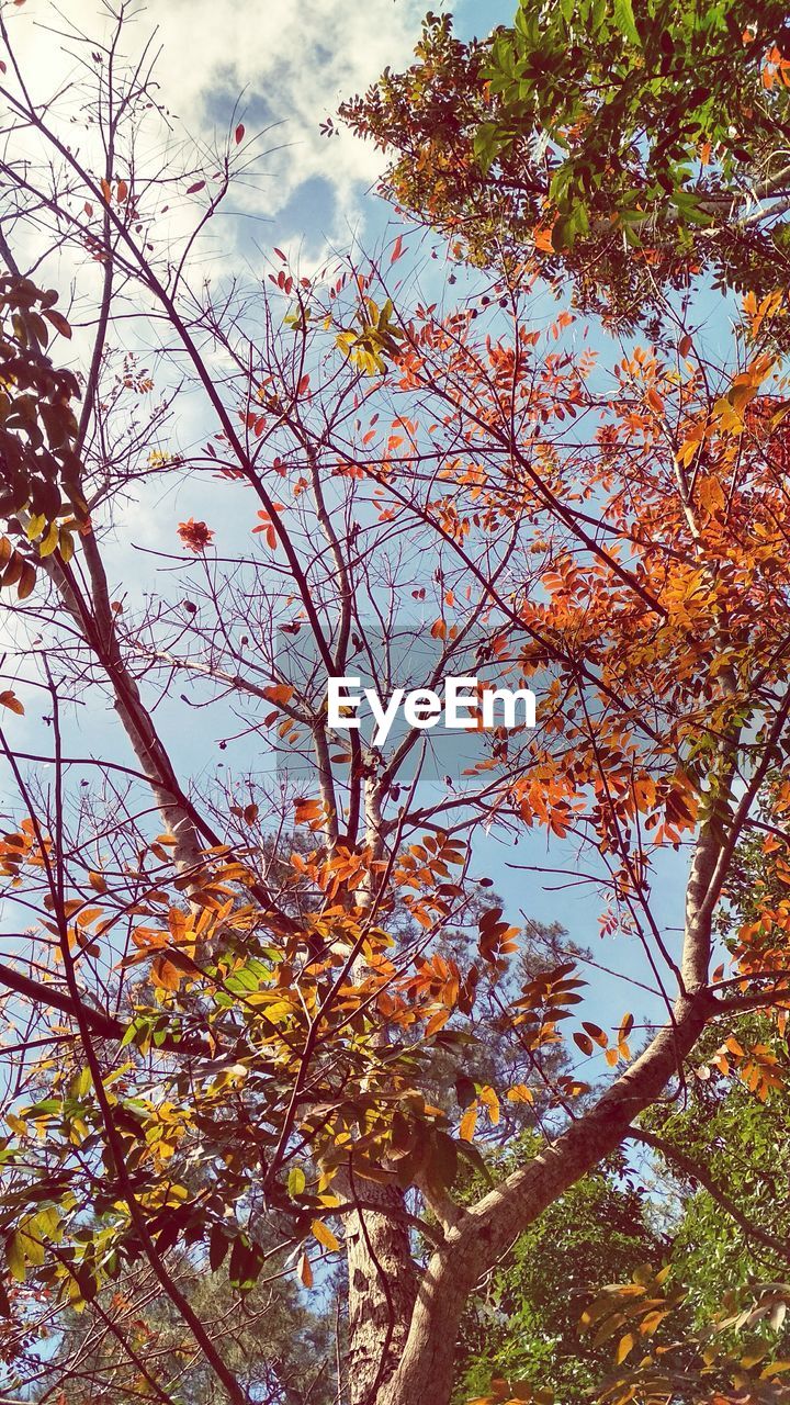 LOW ANGLE VIEW OF TREE WITH AUTUMN LEAVES