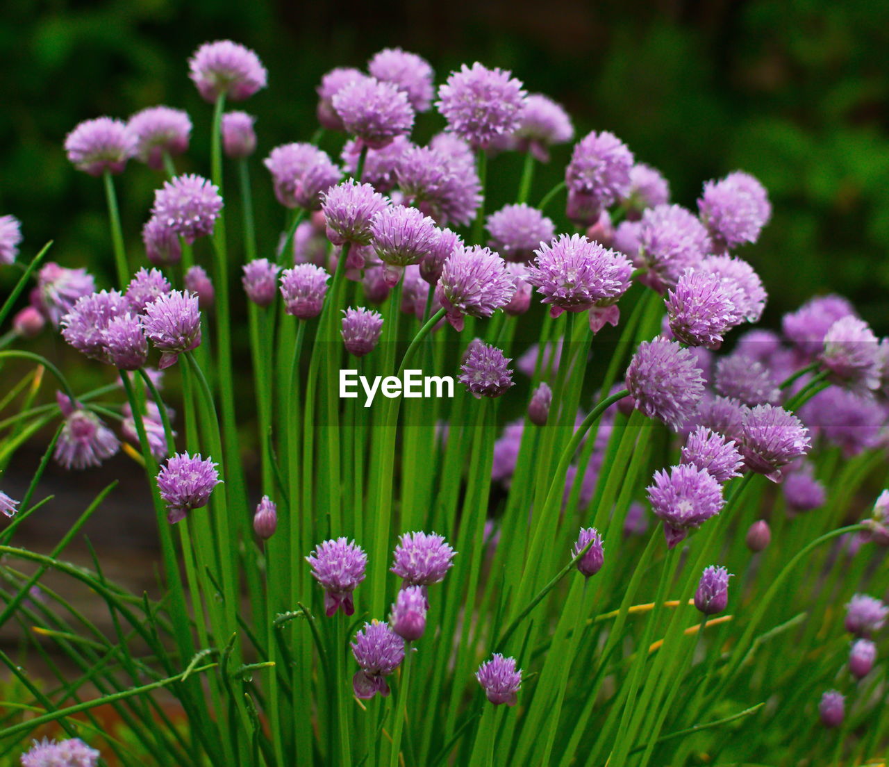 Close-up of purple flowering plants