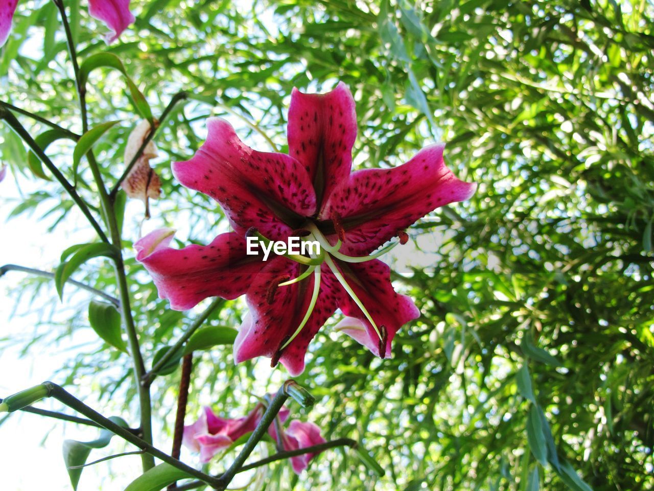 CLOSE-UP OF RED FLOWER