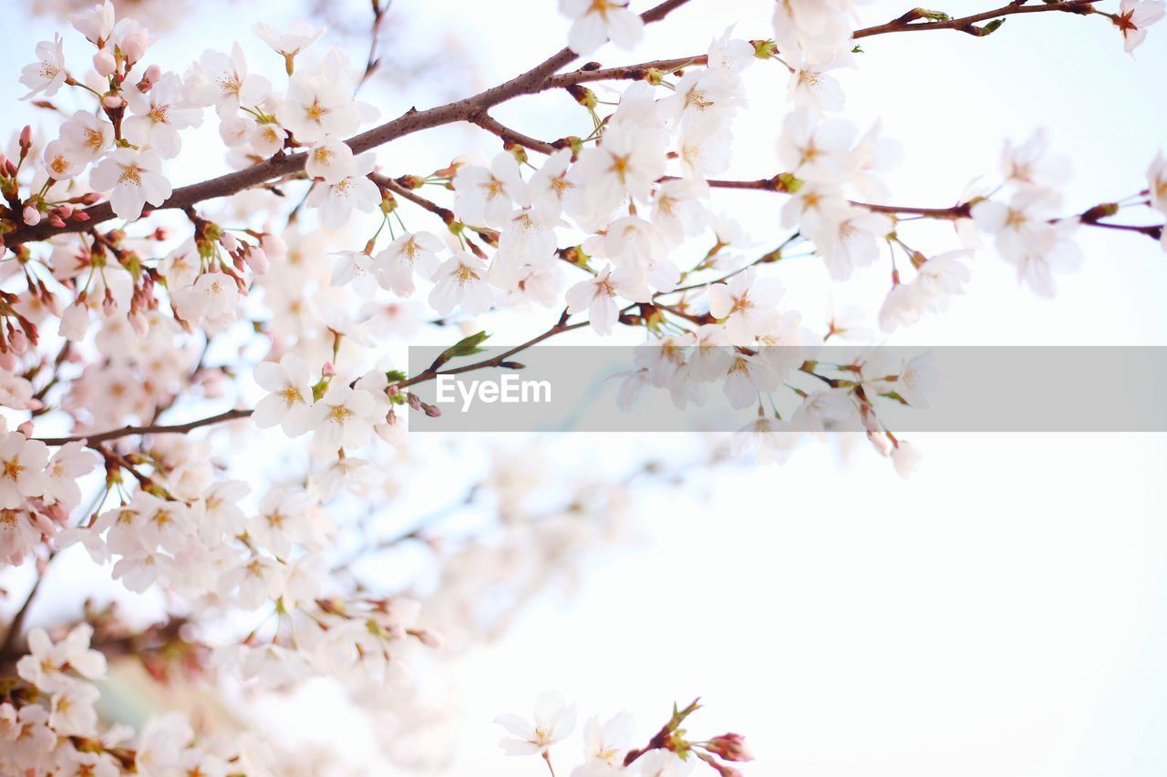 Close-up of cherry blossoms