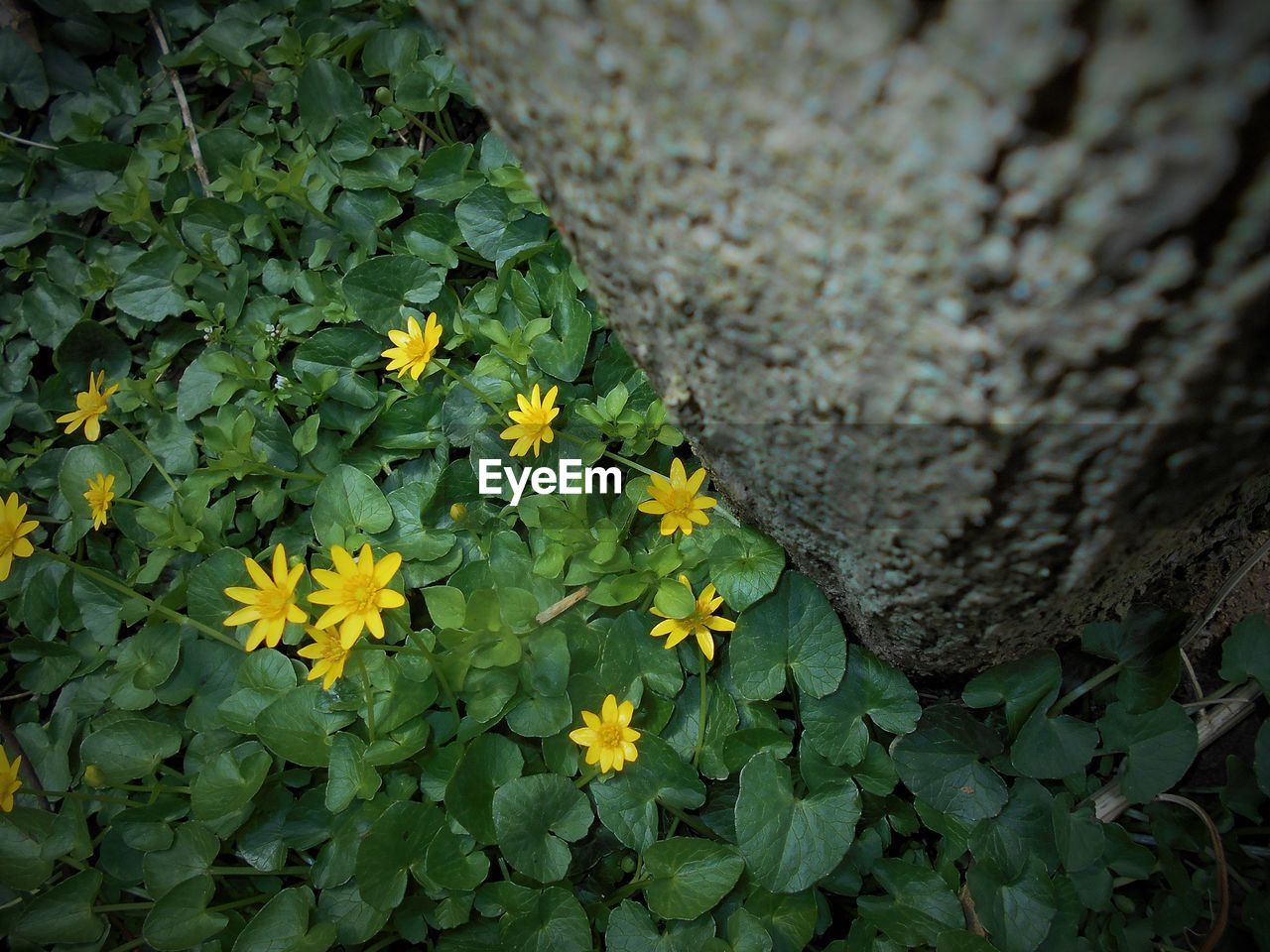 CLOSE-UP OF YELLOW FLOWERS BLOOMING