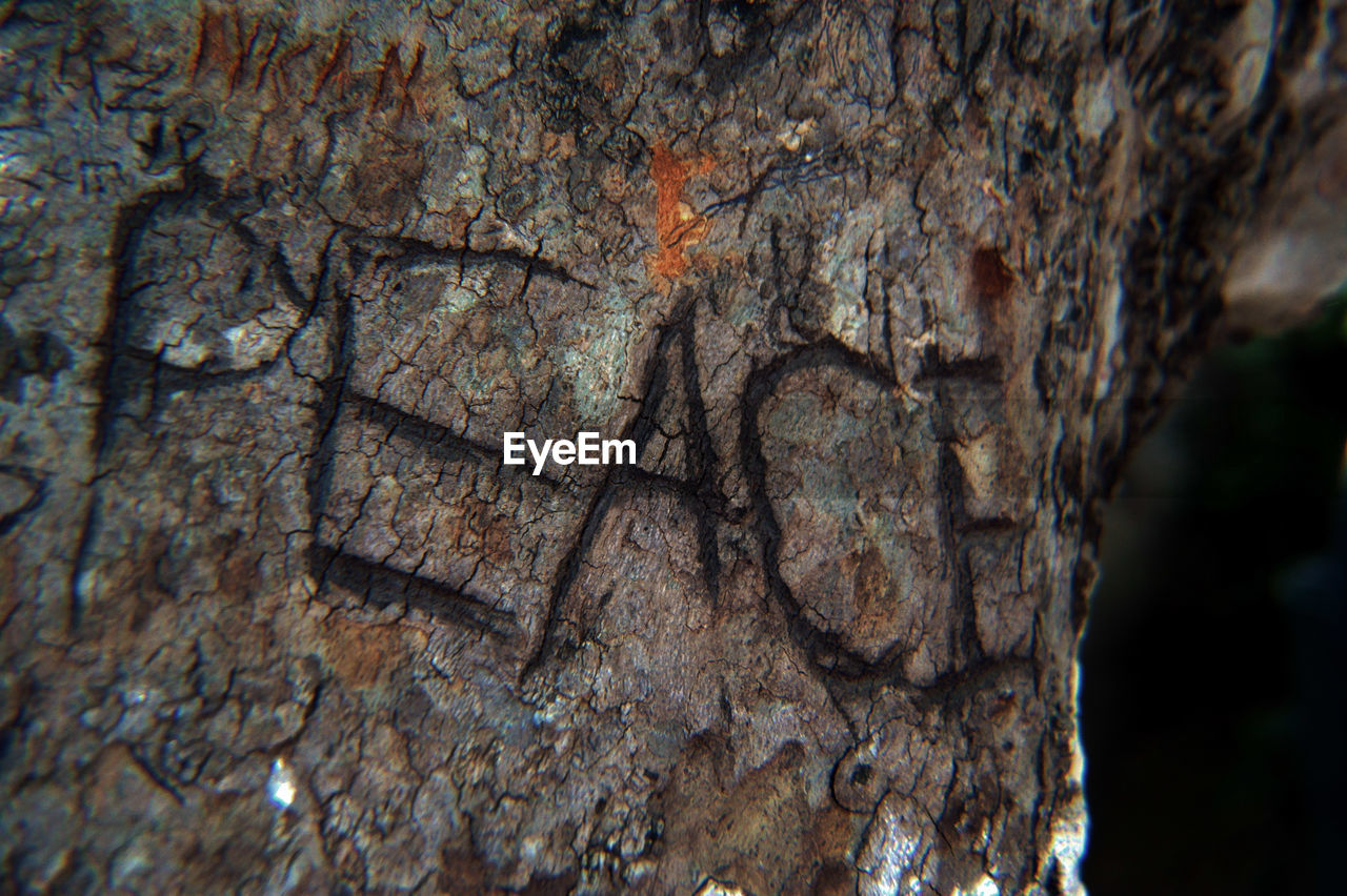 Close-up of tree trunk