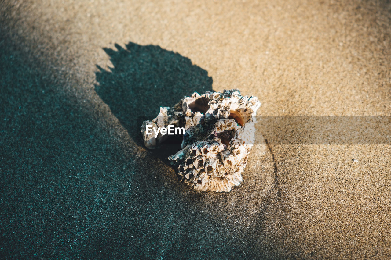 HIGH ANGLE VIEW OF SHELL ON ROCK