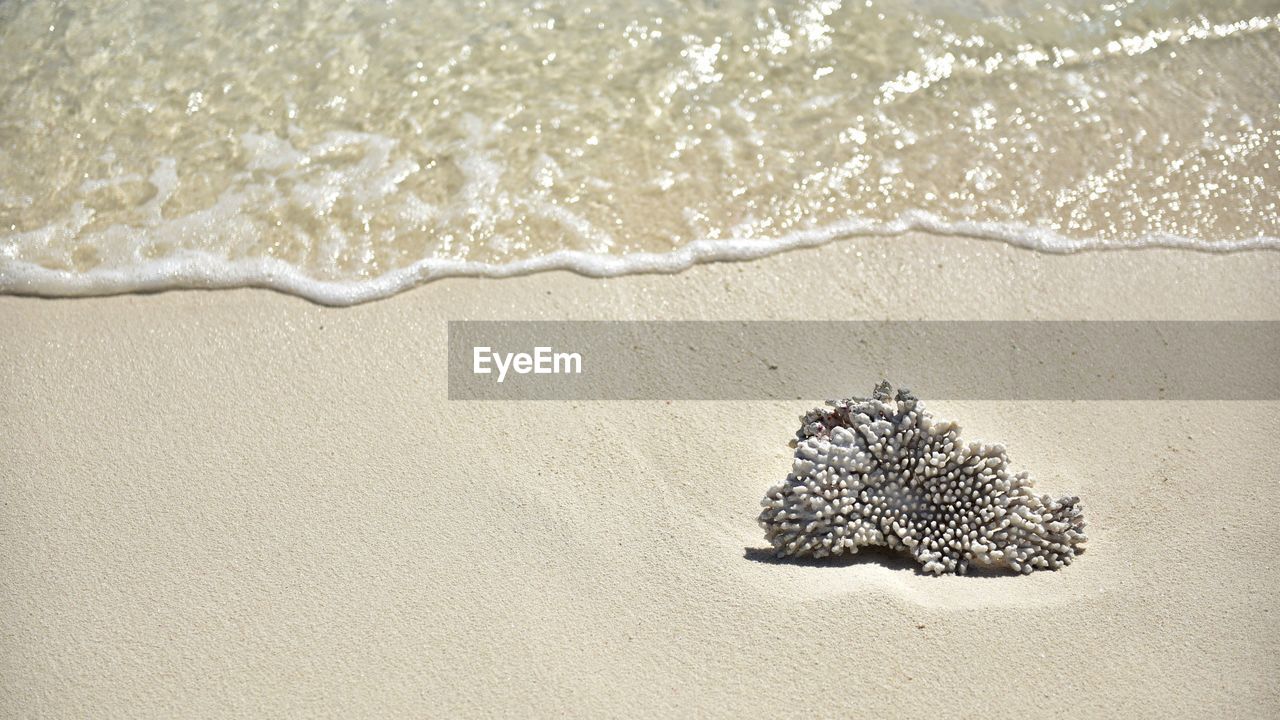 HIGH ANGLE VIEW OF DEAD PLANT ON SAND