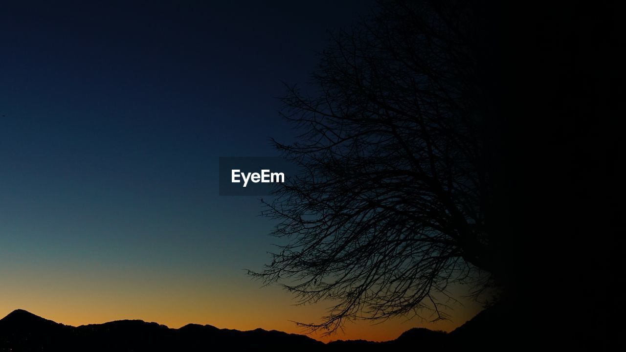 Low angle view of silhouette tree against sky at night