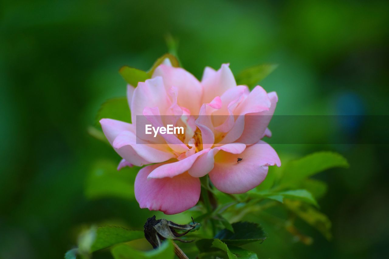 CLOSE-UP OF PINK FLOWER