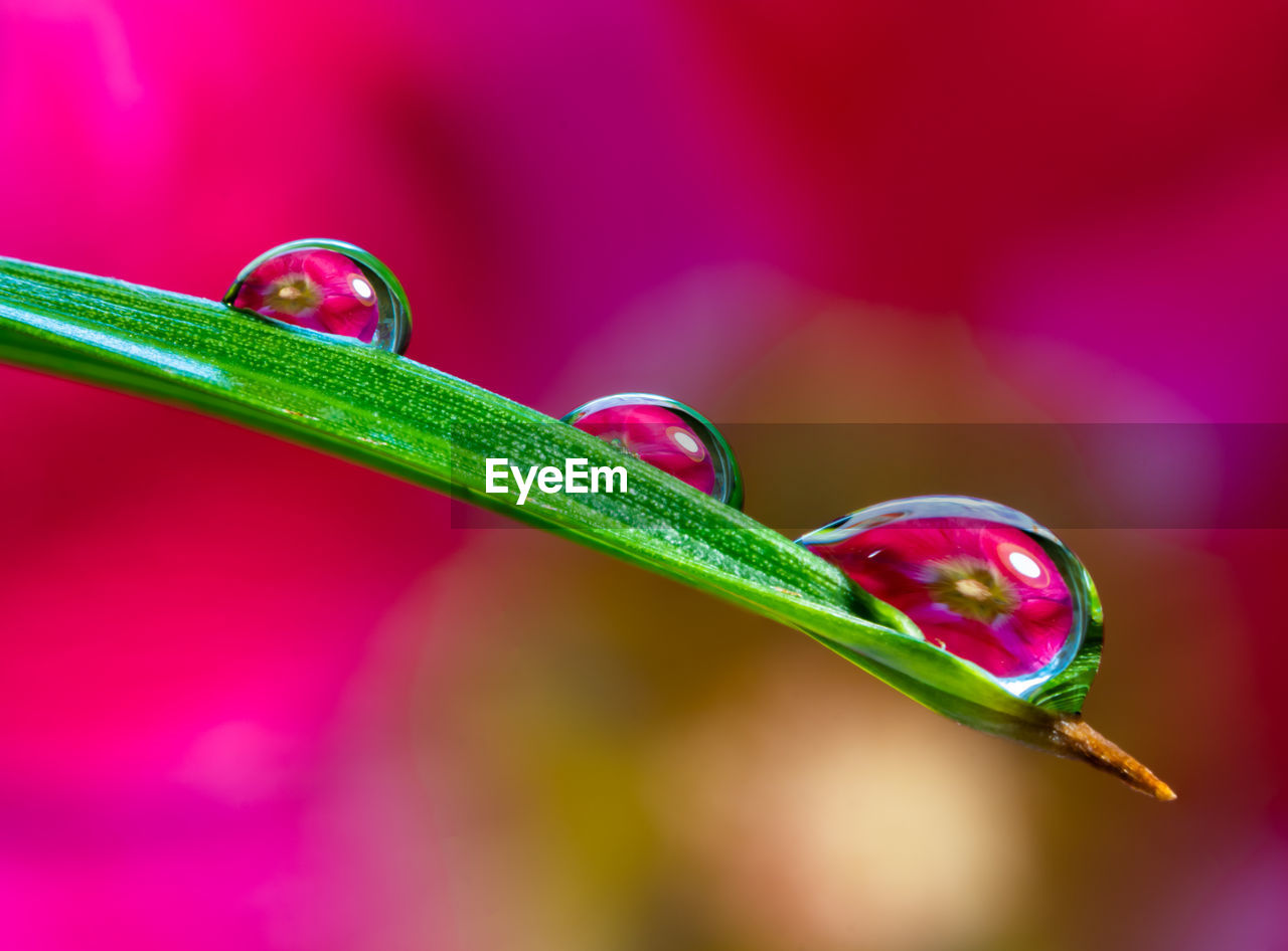 CLOSE-UP OF WET PINK FLOWER