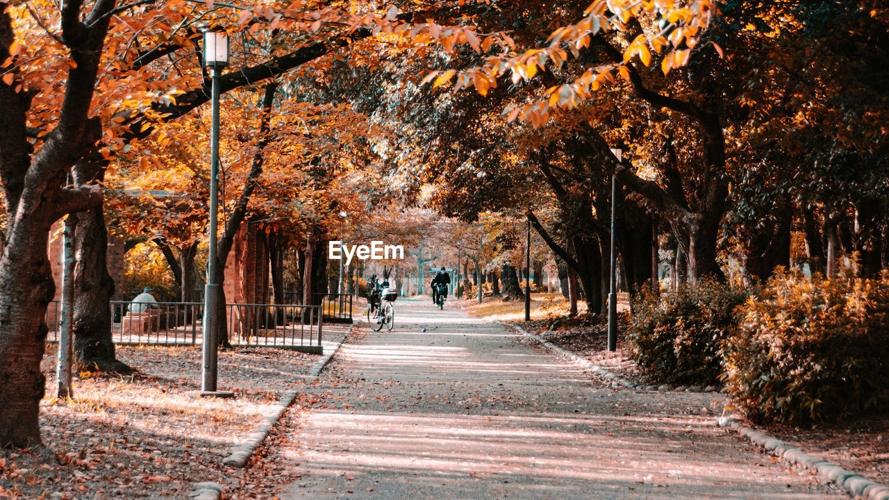 Road amidst trees in city during autumn