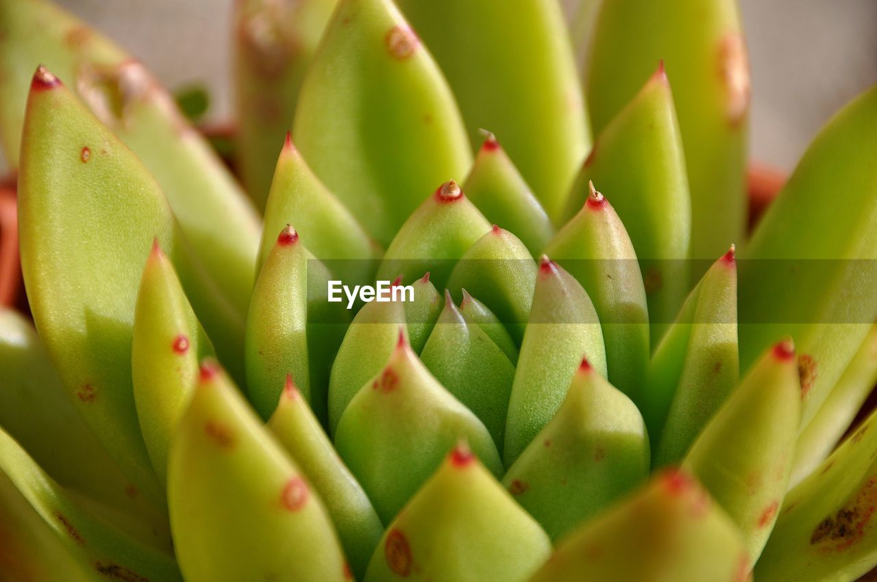 Close-up of succulent plant