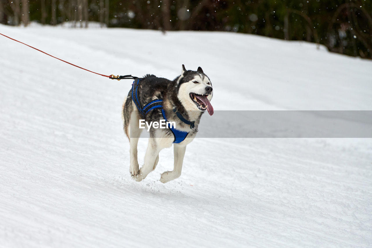 DOG RUNNING ON SNOWY FIELD