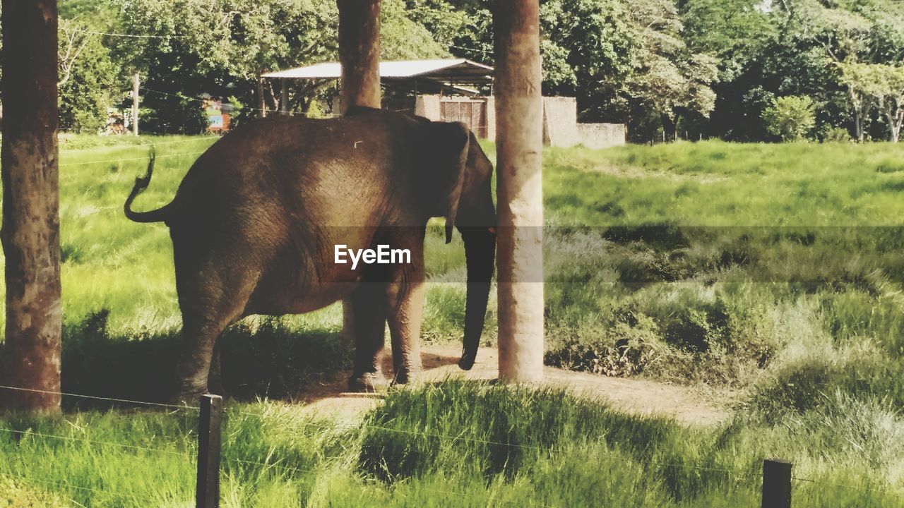 Elephant at forest