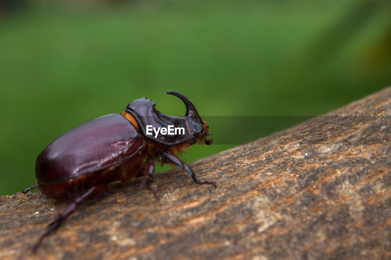 Close-up of insect on wood