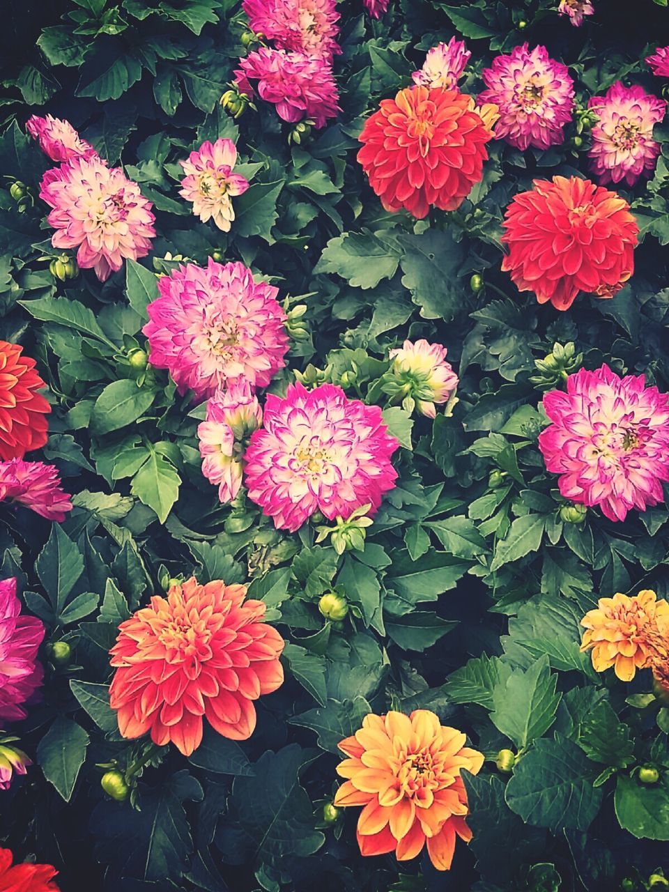 HIGH ANGLE VIEW OF PINK FLOWERS BLOOMING IN PLANT