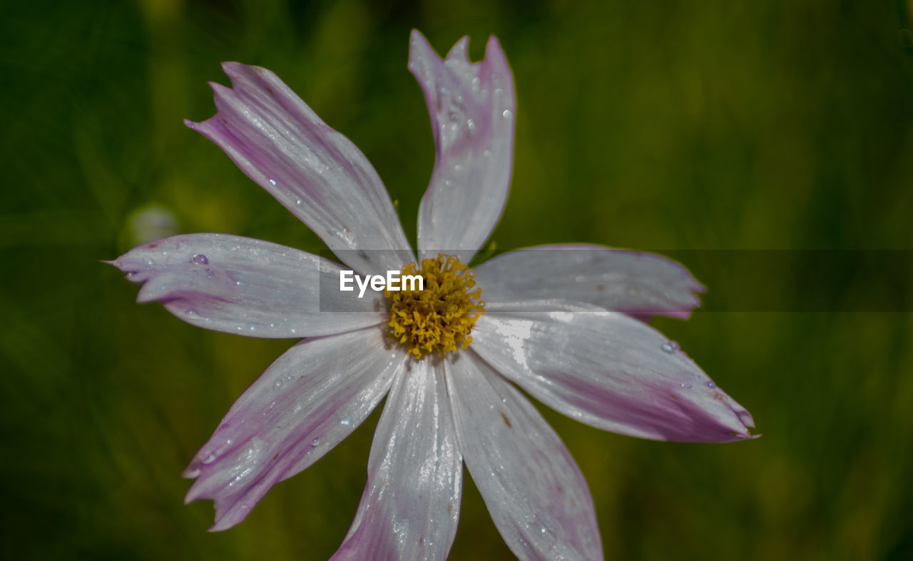 Close-up of wet flower