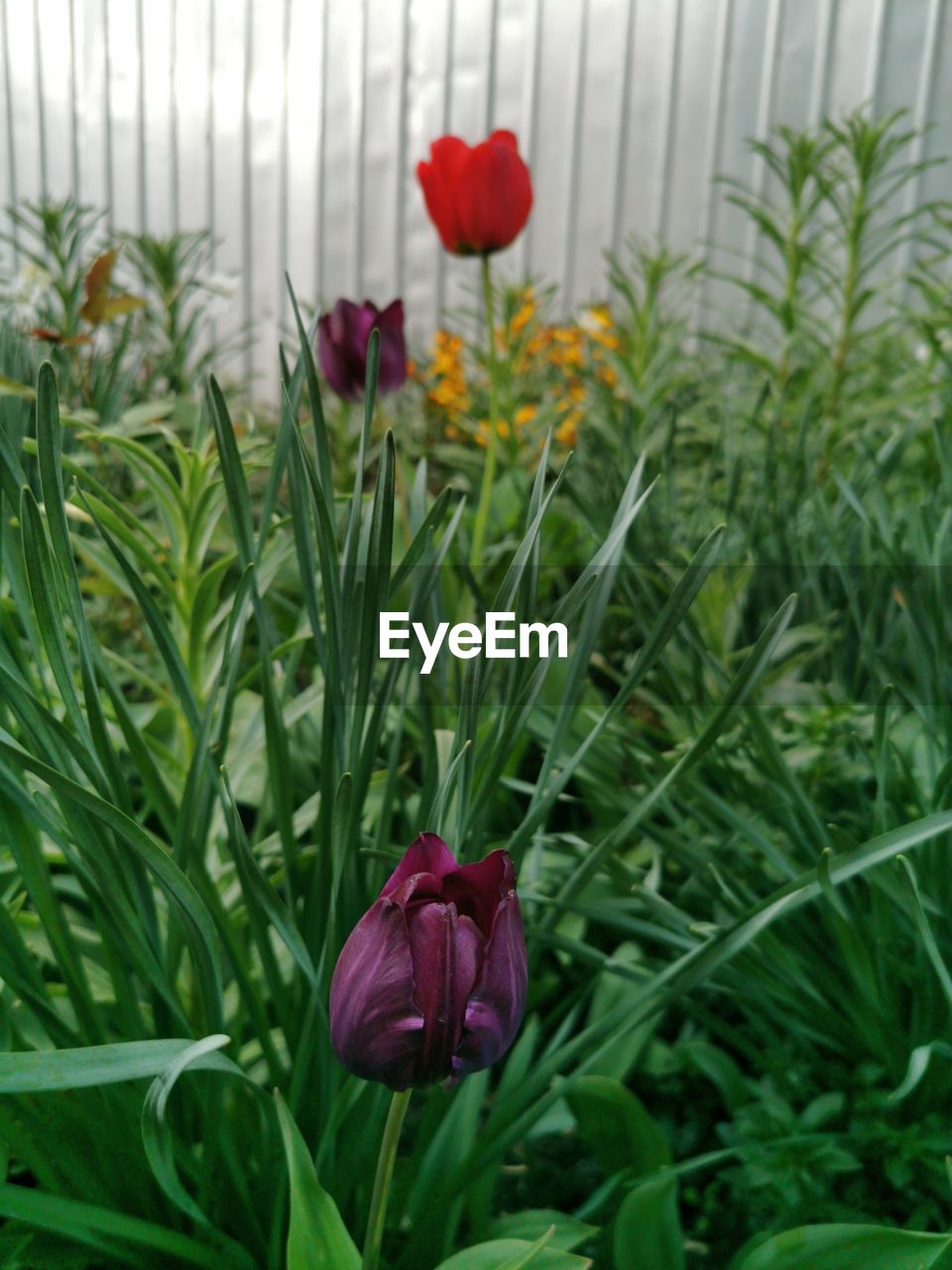 plant, flower, flowering plant, beauty in nature, freshness, nature, growth, green, red, close-up, leaf, plant part, no people, fragility, petal, tulip, flower head, inflorescence, outdoors, botany, day, grass, focus on foreground, springtime