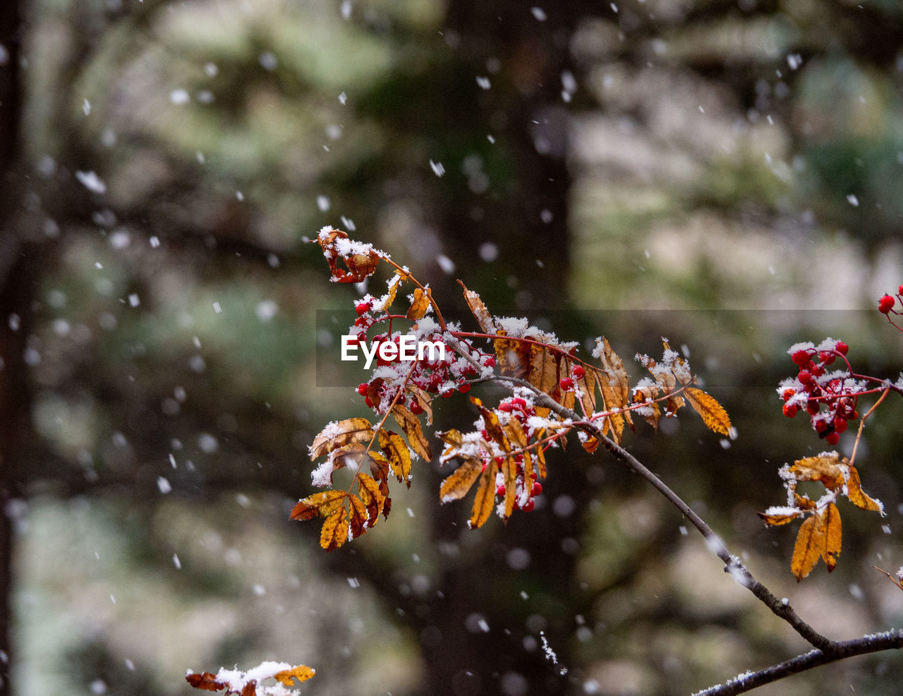 Close-up of flowering plant during winter